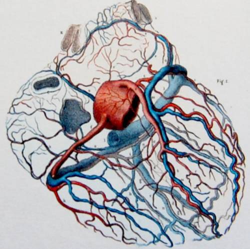 Схема коронарных сосудов сердца человека