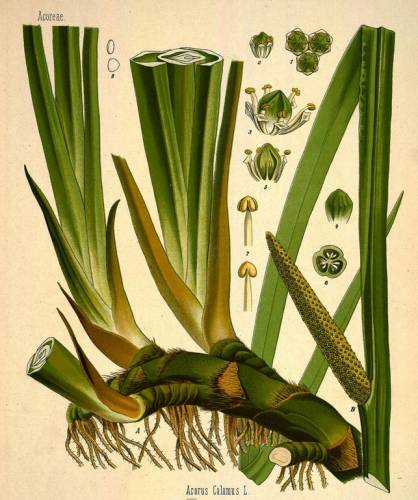 Изображение acorus calamus из каталога