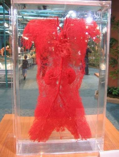 Модель системы кровеносных сосудов человека