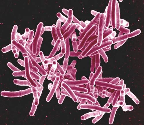 Микобактерия туберкулеза (палочка Коха)