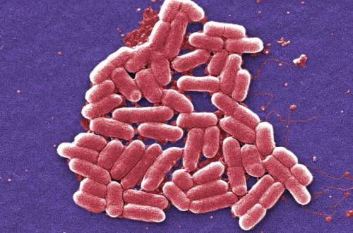 Бактерия Shigella - увеличение в 6836 раз