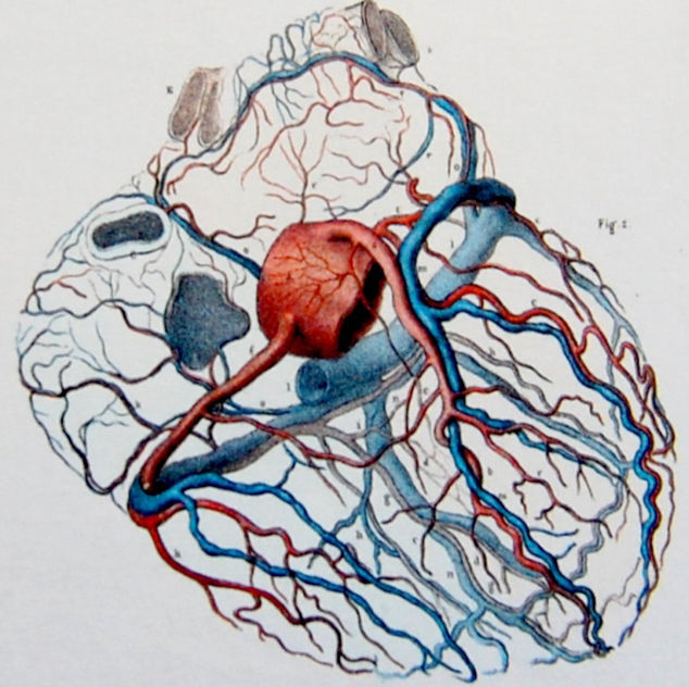 Лечение ишемии сердца – отчего гибнут клетки сердца