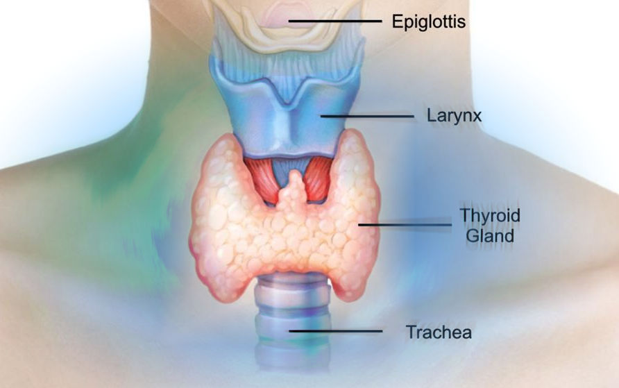 Скрытая недостаточность щитовидной железы – как выявить болезнь Хашимото