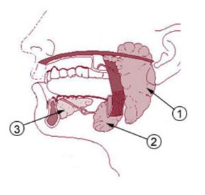 Отчего во рту постоянно сохнет – лечение ксеростомии