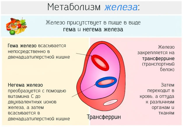 Нормы концентрации и значения анализа уровня железа в крови