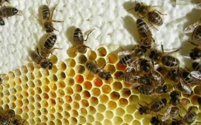 Иллюстрация к записи «При каких заболеваниях полезно использовать пчелиный воск»