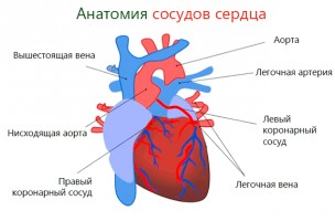 Иллюстрация к записи «Можно ли почувствовать боль в больном сердце»