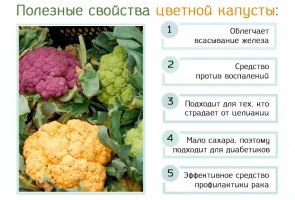 Иллюстрация к записи «Цветная капуста – свойства, калорийность и питательная ценность»