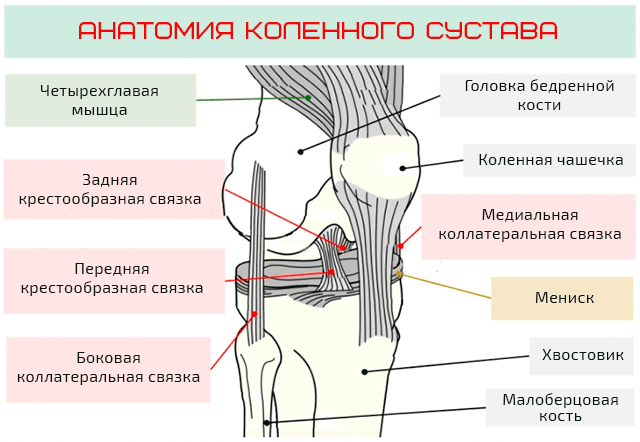 Колено найти слова. Мышцы коленного сустава человека анатомия связки. Мышцы сгибатели коленного сустава анатомия. Коленный сустав строение нервов. Иннервация коленного сустава схема.
