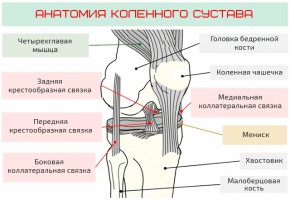 Иллюстрация к записи «Как укрепить колени – главный секрет здоровья ног»