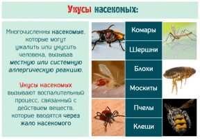 Иллюстрация к записи «Укусы насекомого – первая помощь при аллергическом шоке»
