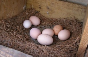 Иллюстрация к записи «Полезно ли есть яйца – опасности и польза для здоровья»