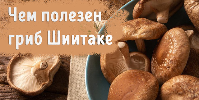 Иллюстрация к статье «Чем полезен сушенный гриб шиитаке – как готовить и употреблять»