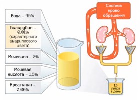 Иллюстрация к записи «Почему в моче появились эритроциты – причины гематурии»