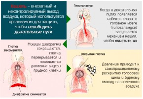 Иллюстрация к записи «7 причин неконтролируемого кашля – как остановить приступ»