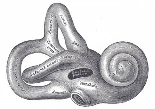 Лабиринт внутреннего уха человека