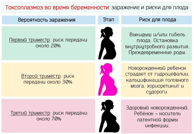 Токсоплазмоз во время беременности – риски заражение и последствия для плода