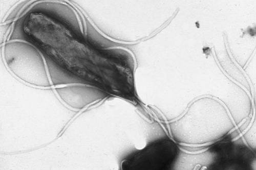 Вид Helicobacter pylori под микроскопом