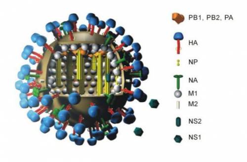 Модель молекулы вируса гриппа