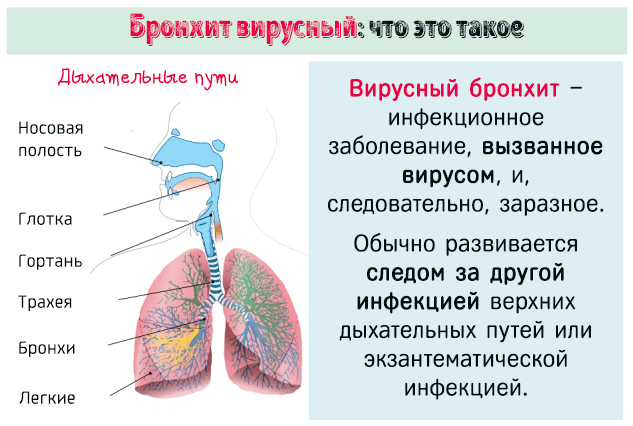 Как проявляется вирусный бронхит лёгких