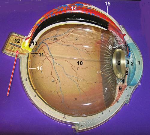 Схема устройства глаза: зрительный нерв
