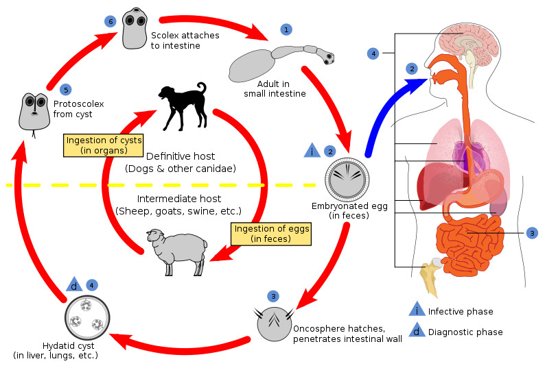 Жизненный цикл паразита эхинококка