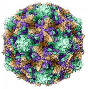 Исследование на антитела против вируса Коксаки – значения результатов