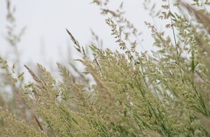 Какое питание поможет избавиться от аллергической реакции на травы