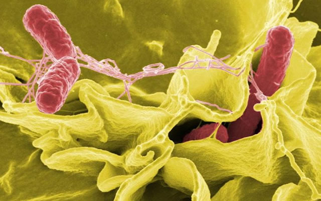 Анализ на наличие бактерии сальмонеллы в организме