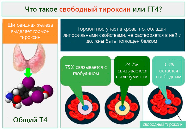 Исследование на концентрацию Т4 и fT4 в крови – что означают результаты