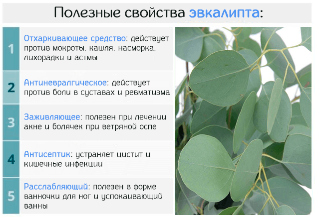 Какими лечебными свойствами обладают листья эвкалипта