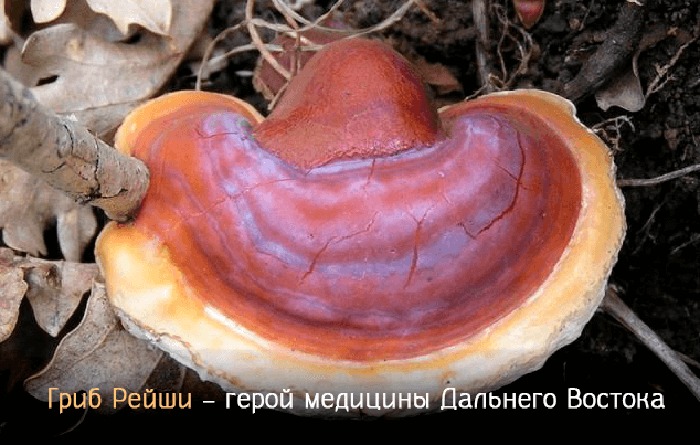 Гриб ганодерма – полезные свойства и противопоказания гриба рейши