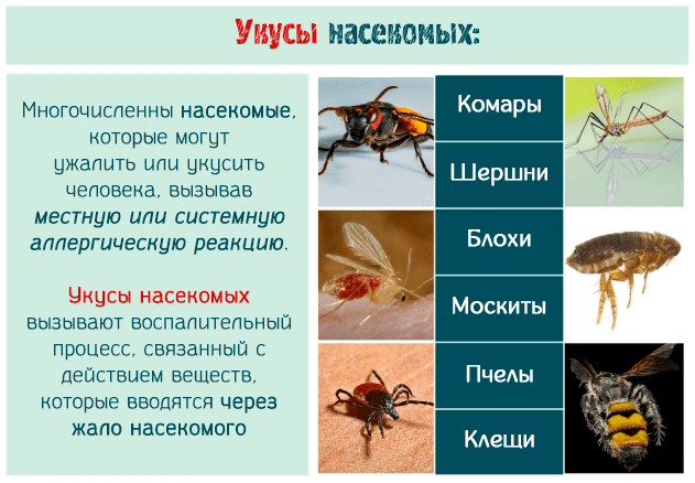 Чем опасны укусы насекомых – опасные последствия и средства первой помощи