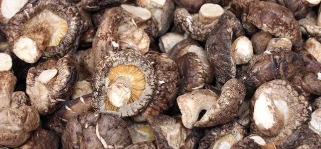 Урожай ароматного гриба шиитаке