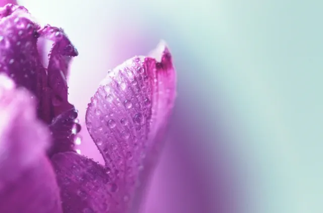 Магические лепестки фиолетового цветка
