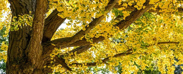 Ярко-желтые листья гинкго билоба осенью