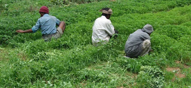 Фермеры собирают пажитник в Раджастане