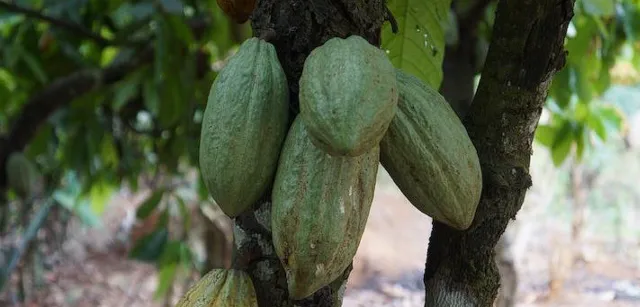 Зеленые стручки какао на дереве