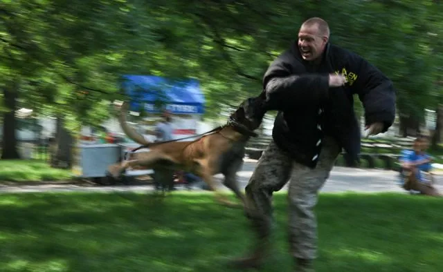 Момент нападения собаки на человека в защитном костюме