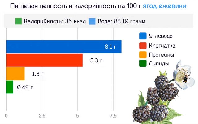 Пищевая ценность и калорийность на 100 грамм ягод ежевики
