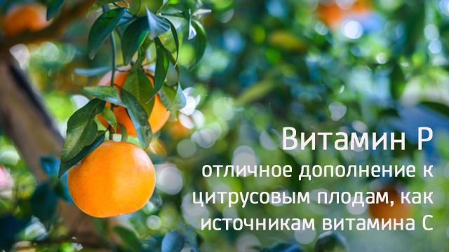 Спелые свежие апельсины на ветке дерева – источник витаминов