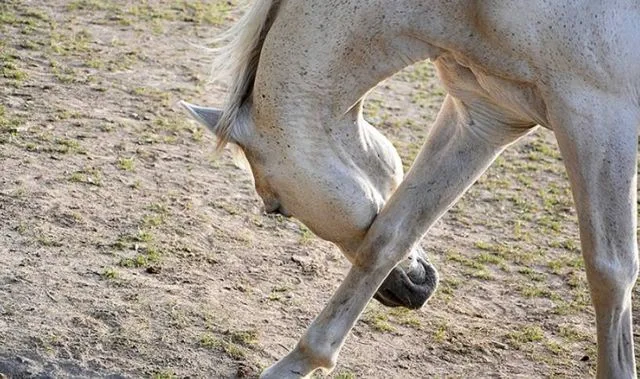 Конь чешет подбородок об переднюю ногу