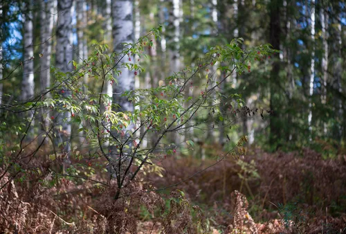 Куст бересклета в смешанном лесу