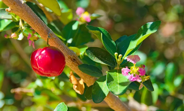 Спелый плод ацеролы и цветущий бутон на одной ветке