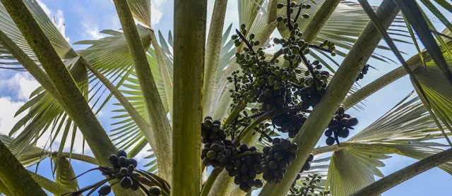 Ягоды асаи растут на диких пальмах в Бразилии
