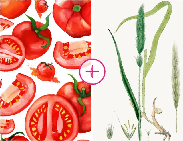 Перекрестная аллергия на томаты и злаковые культуры
