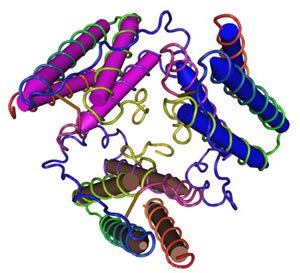 Трёхмерная модель молекулы белка лептина