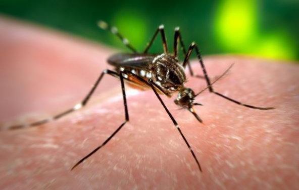 Укус комара приводит к заражению вирусом Зика