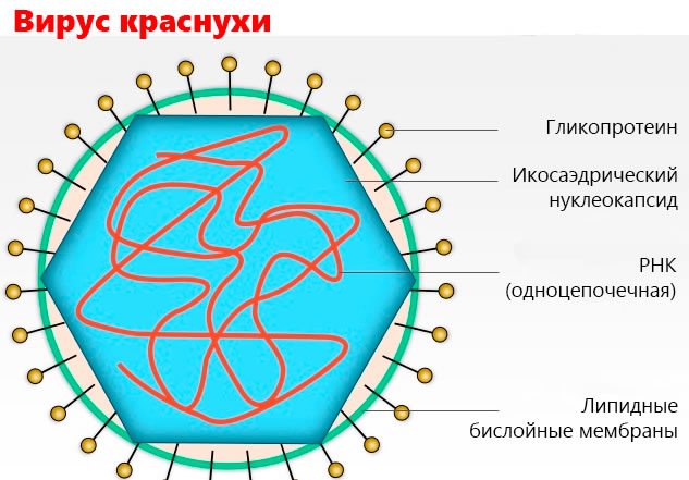Схема структуры «тела» вируса краснухи