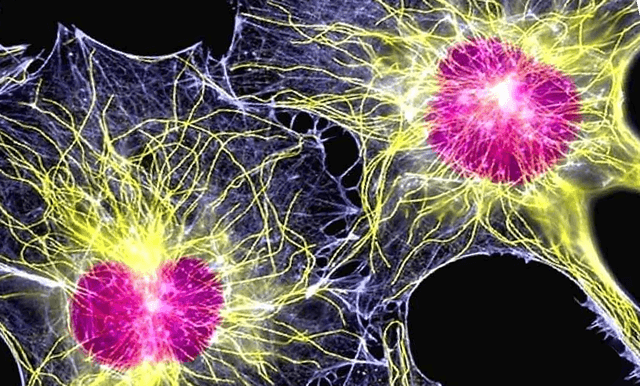 Активности стволовых клеток при формировании новых тканей